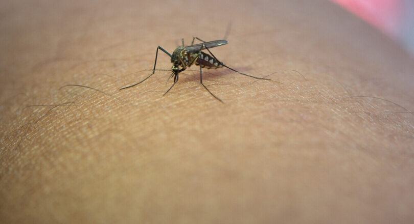 Como a dengue pode afetar os seus olhos